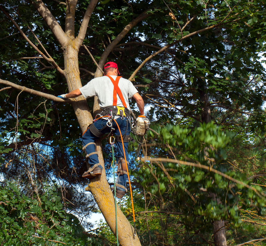 A man providing tree removal in Gulfport, MS